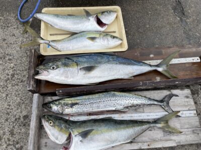 <p>奥西様　沖の北　ショアジギでメジロ〜ブリ92cmまでを4匹と80cmのサワラ！！！3人での釣果♪素晴らしい釣果ですね^ ^</p>