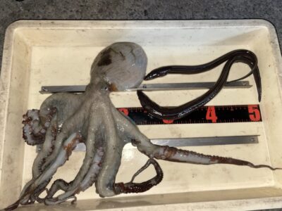 <p>マキノ様　沖の北　タコエギでマダコ1.12キロ！！！初蛸との事です♪アナゴはブラクリで釣れたそうです^ ^</p>
