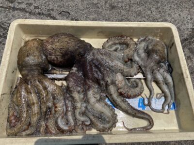 <p>森様　沖の北　タコエギでマダコ2.23キロまでを3杯🎣内向きで釣れたそうです♪大蛸おめでとうございます！！</p>