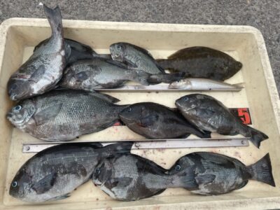 <p>藤井様　沖の北　フカセ釣りでグレ30cmまで多数と投げ釣りでカレイ・キス！！！グレはかなりリリースされたそうです♪</p>