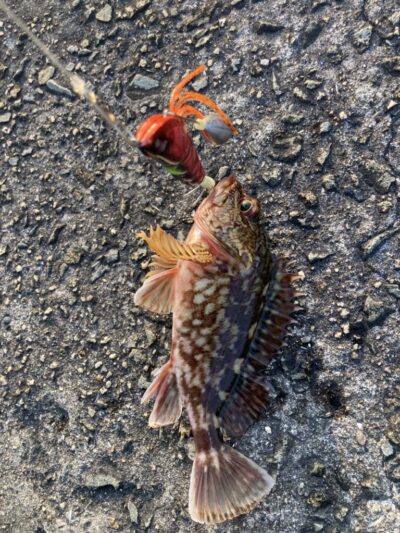 <p>最近は気が多い釣れない猫様 沖の北 今日はタコのケーソン継ぎ目狙いだったんですが不発。タコエギでガシラも釣れたようなので苦潮ではないようです。</p>