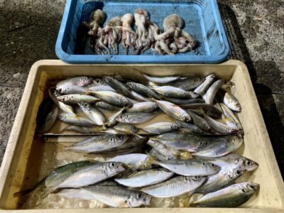 <p>枚方の中尾様　沖の北　タコエギでタコ5杯🐙 サビキ釣りでアジ大漁です🎣</p>