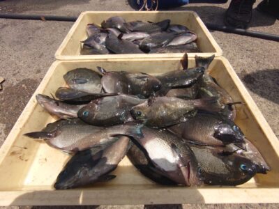 <p>井澤様 沖の北 ヌカ切りでグレ大漁！！！いつもは石ゴカイですが、今日は沖アミでも食ってきたそうです。タナは1ヒロ。</p>