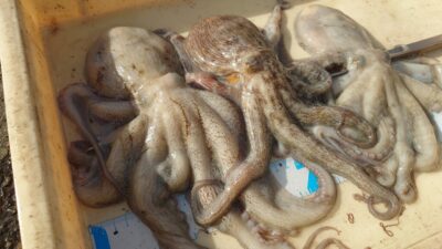 <p>パーマ屋さん様 沖の北外向き タコエギで良型タコ🐙北はサイズが良い♪</p>