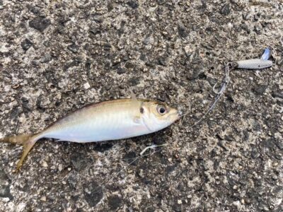 <p>釣れない猫🐱様 沖の北   今日も真面目に青物狙い！月初めは気合いが入ってますね♪</p><p>ジグサビキで20cmくらいのアジとサバ！</p><p>ツバスも3匹かかったそうですが、針がかりが悪くてバラし…。魚が小さい（軽い）ので針が刺さりにくのかなと思います。</p>