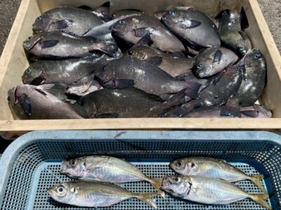<p>井沢様　沖の北　ヌカ切り釣りでグレ大漁です🎣　🐟アジは2071猫様から頂きました🐟</p>