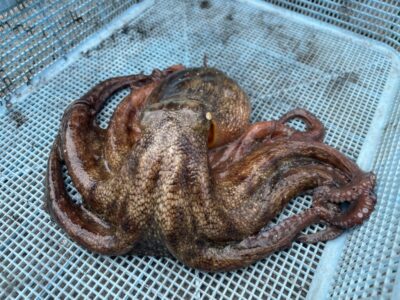 <p>森様　沖の北　タコジグ(継ぎ目)で500g程のマダコ🐙</p>