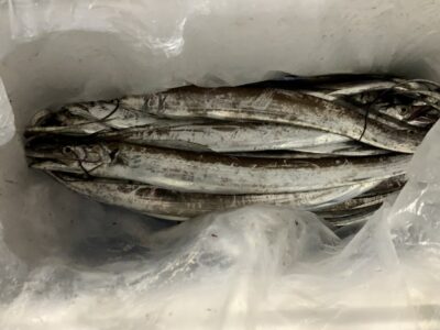 <p>立田様　沖の北　タチウオ大漁🎣　明日も大量に🐟釣っちゃって下さい‼︎</p>