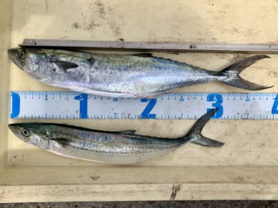 <p>北島様　沖の北　ルアーでサゴシ2尾🎣　バラシが多かったそうです🐟</p>