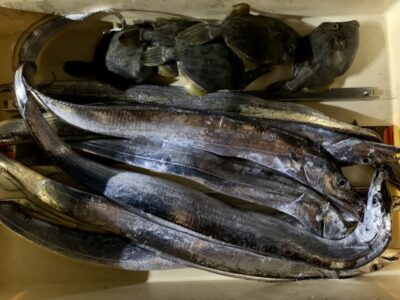 <p>植山様　沖の北　ウキ釣りでタチウオ7尾🎣　日中アサリ餌でカワハギ🎣　本日カワハギの反応悪かった様です。</p>