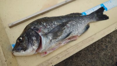<p>めっぴ様 沖の北 ショアジギでチヌ41cm！チヌもイワシを食べてるようでたまに釣れますね。</p>