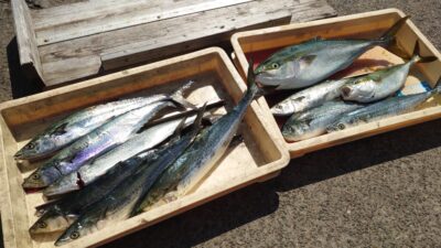 <p>沖の北 ショアジギで青物大漁！ほとんどが表層で釣れたそうです。</p>