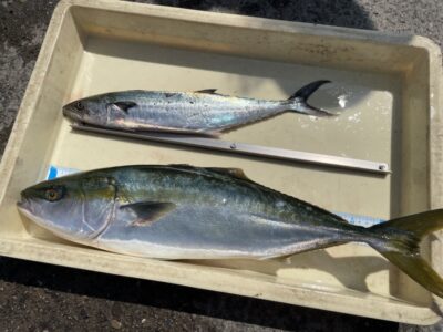 <p>島田様　沖の北　飲ませ釣りでメジロとショアジギでサゴシ♪♪</p>