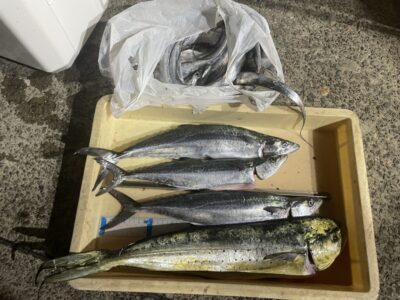 <p>島内様　沖の北　ショアジギでサゴシ・シイラ！！！テンヤでは太刀魚も多数♪♪</p>