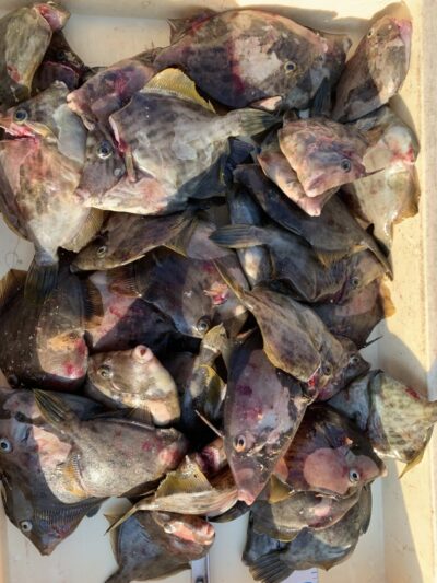 <p>福井様　沖の北　胴突き仕掛け　アサリ餌でカワハギ大漁です🎣　14時頃〜入れ喰い状態だったそうです🐟　他にサンバソウ、良型アジも釣っていました。</p>