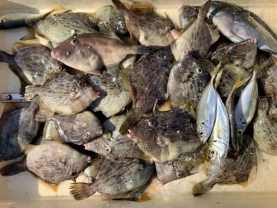 <p>井沢様　沖の北　胴突き仕掛け　アサリ餌　カワハギ大漁🎣　ウマヅラハギ、グレもアサリで釣れました。</p>