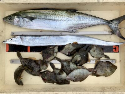 <p>加藤様　沖の北　タチウオ、サゴシ、カワハギの釣果🎣</p>