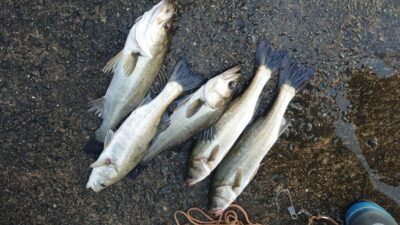 <p>ハネ研の皆様 沖の北 エビ撒き釣りでハネ！先端付近での釣果です。明るくなると餌取りが多い…。</p>