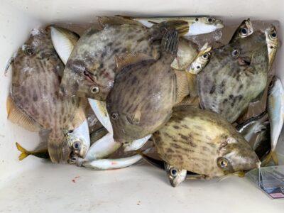 <p>谷山弟様　沖の北　カワハギ大漁🎣　タチウオもGETしておりました。</p>