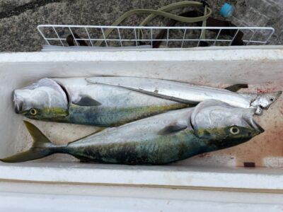 <p>だんご様　沖の北　ワインドで太刀魚と飲ませ釣りでメジロ2匹^ ^</p>