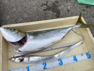 <p>匿名様　沖の北　飲ませ釣りでメジロとテンヤで太刀魚♪♪</p>