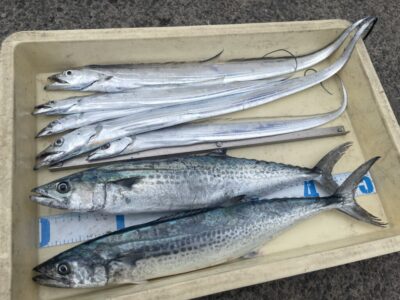 <p>合田様　沖の北　ショアジギでサゴシ2匹とテンヤで太刀魚もGET^ ^</p>
