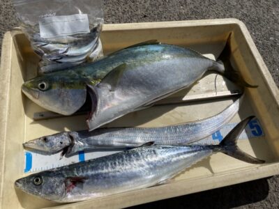 <p>🌻ひまわり様🌻　沖の北　テンヤ(ドジョウ)で太刀魚とショアジギでサゴシ！！！飲ませ釣りではメジロもGET^ ^</p>