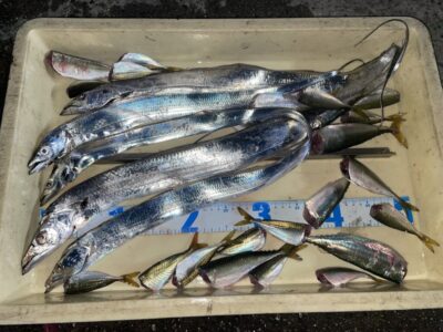 <p>今村様　沖の北　ウキ釣り・ワインドで太刀魚とサビキ釣りでアジ・サバ♪♪</p>