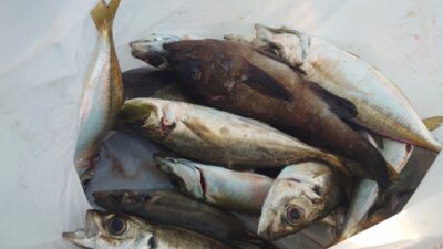 <p>川原様 沖の北 エビ撒き釣りで良型アジと根魚！</p>