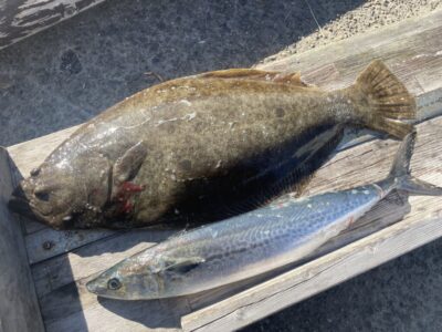 <p>鎌田様　沖の北　飲ませ釣りでヒラメ56cm！！！ショアジギでサゴシもGET♪</p>