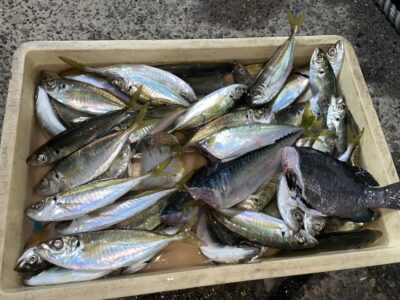 <p>津田名人　旧一文字赤灯　サビキ釣りでアジ23cmまで多数！！！挿し餌をつけて竿下で釣られています^ ^13時〜17時までの釣行</p>