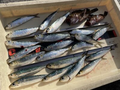 <p>仲村様　沖の北　サビキ釣りでマイワシ多数(食べる分だけキープ)とガシラ！！！</p>
