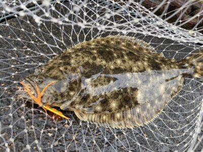 <p>釣れない猫様　沖の北　ジャックアイ豆クネクネでヒラメ！！！素晴らしいです♪</p>