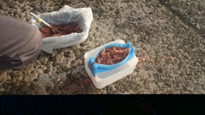 <p>杉浦様 沖の北先端内向き トリックサビキにアミエビをつけて小アジをコンスタントに釣ってました♪食いが渋い時はこれが最強ですね。</p>