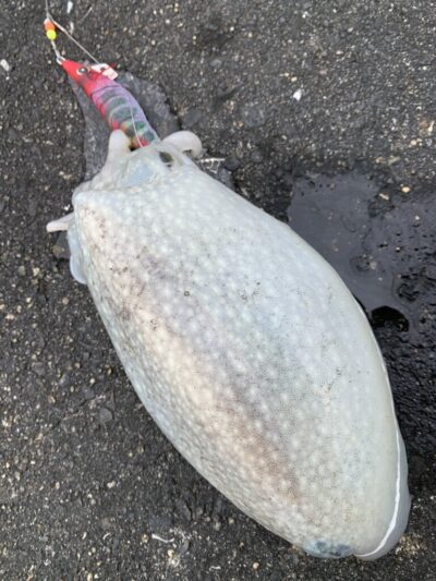 <p>釣れちゃう鼠　沖の北　ハヤブサ　スクイッドジャンキー2.5寸でシリヤケイカ🦑</p>