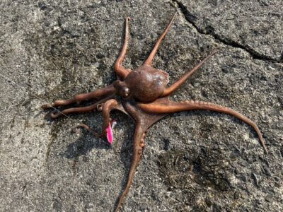 <p>牙族のストーカー様 沖の北 タコエギでタコ🐙800g！</p>