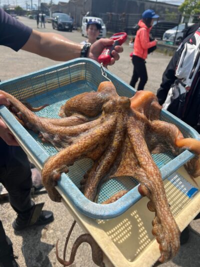 <p>大木様 旧一文字赤灯内向き カンダイ狙いのかぶせ釣りで大ダコ3.2kg！！！まじでヤバいサイズ！！！</p><p>昨年も同じパターンで1.5kg釣ってましたね♪タコ🐙は貝が好物♪タコ釣りに応用できんかな…。</p>