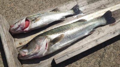 <p>川原様 沖の北 エビ撒き釣りじゃなくて、今日はイワシ飲ませ釣りでハネ59cm！4ヒット2キャッチ！</p><p>早朝足元をカタクチの大群が通った時にタモですくったそうです。で、それを餌にして…。お見事。</p>