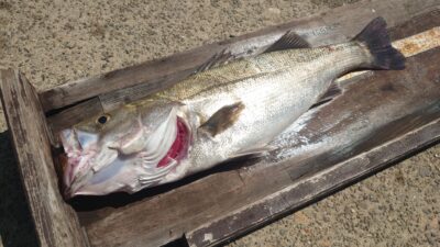 <p>上垣内様 沖の北内向き 飲ませ釣りでハネ！アジがあまり釣れなかったそうで、ちょっとだけ釣れたカタクチを入れたらすぐにヒットしたそうです♪太ってて美味しそう♪</p>