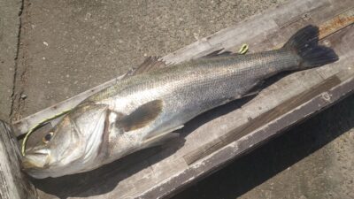 <p>まー様 沖の北 飲ませ釣りでハネ73cm！</p>