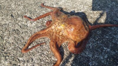 <p>中村様 沖の北 外向き デビルクローで良型タコ🐙</p>