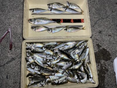 <p>小谷様　沖の北　飛ばしサビキでアジ30cmまで大漁！！小アジメインですが中アジ〜30cmまでが混ざってます♪素晴らしい釣果！！おめでとうございます^ ^</p>