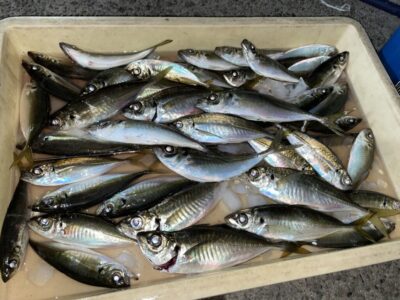 <p>白田名人　沖の北　飛ばしサビキで小アジ〜23cmまでの中アジ多数🎣</p>