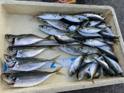 <p>小瀧様　沖の北　サビキ釣り　中アジ25cmまで🎣小アジ多数♪♪</p>