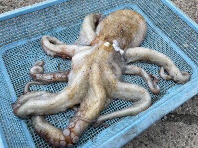 <p>加藤様　沖の北　タコエギでマダコ1.8キロ🐙良型ですねおめでとうございます^ ^</p>