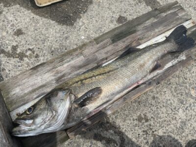 <p>広石様　沖の北　飲ませ釣りでスズキ82.5cm！！！</p>