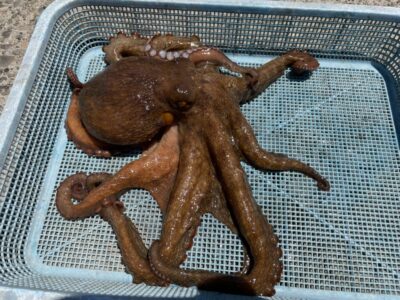 <p>松村様　沖の北　タコエギでマダコ1.5キロ🐙大蛸ハンター流石の釣果です♪♪</p>