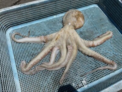 <p>岸本様　沖の北　マキマキでマダコ450g🐙</p>