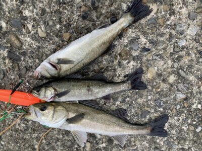 <p>田中様　旧一文字赤灯　エビ撒き釣り(地エビ) 1時間ほどで60cm迄のハネ3尾🎣　</p>