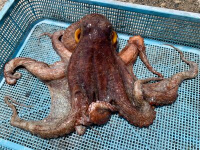 <p>松村名人 沖の北内向き 長竿タコジグで大ダコ1.4kg！流石です♪大ダコハンター♪</p>